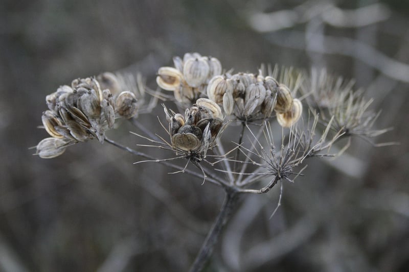 Seed Packets